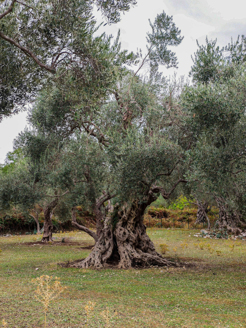 Ancient Greek olive tree